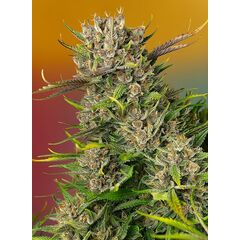 Papaya Zoap Auto, Фасовка: 5+2